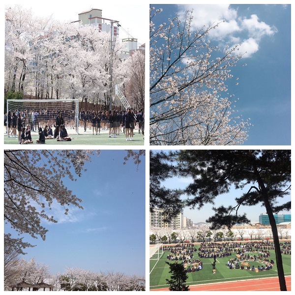 Cherry Blossom Festival 2018